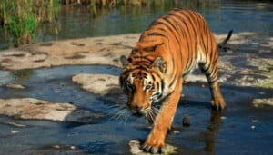 THE BANDHAVGARH NATIONAL PARK