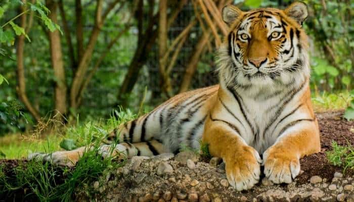 Best 7 Tiger Reserves In India | Witness Wildlife & Nature